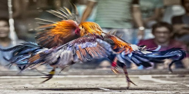 Chiến thuật ghi nhớ các khái niệm gà đá quan trọng