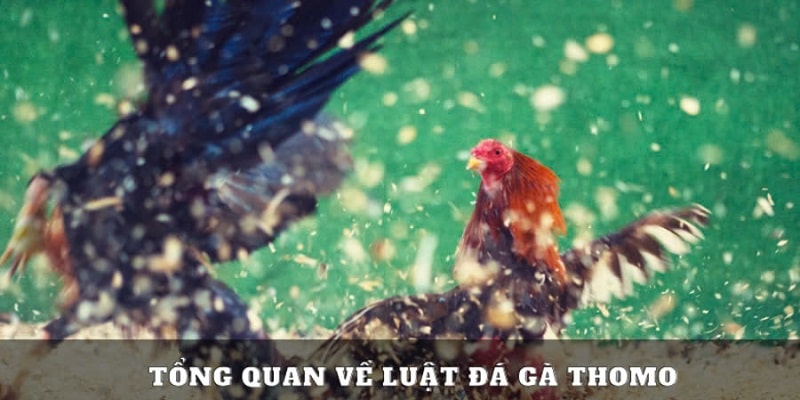 Luật cơ bản trong đá gà tại Thomo